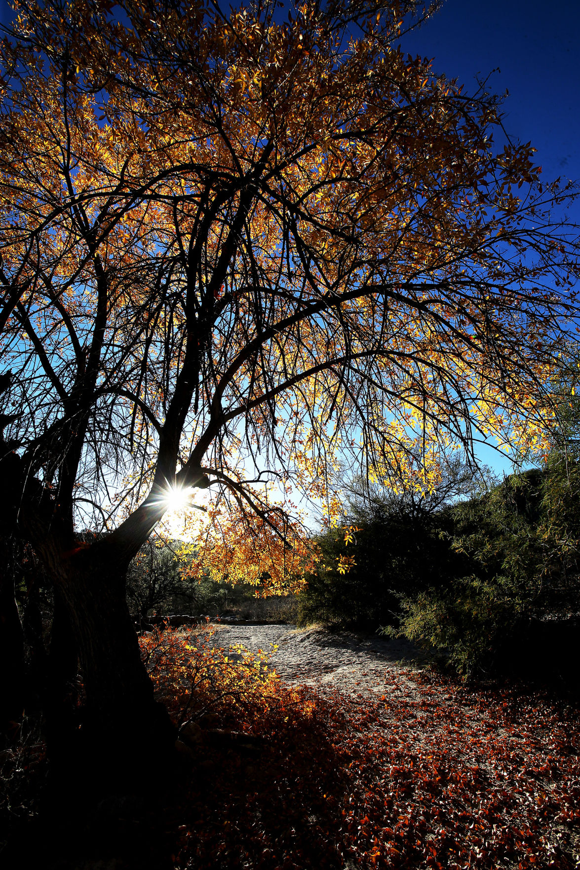 Sabino Canyon Recreation Area, Tucson